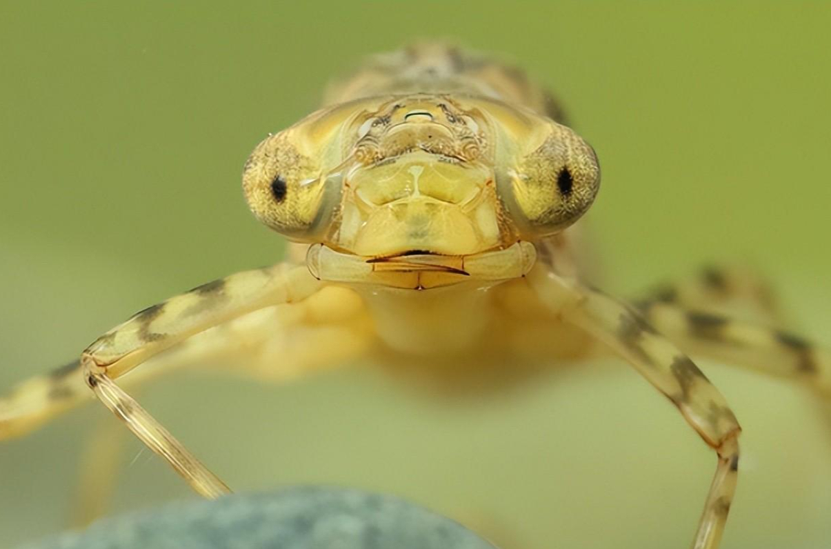 其外表和蜻蜓有很大的区别,身体为圆柱形,有着一双大眼睛和三对短足看