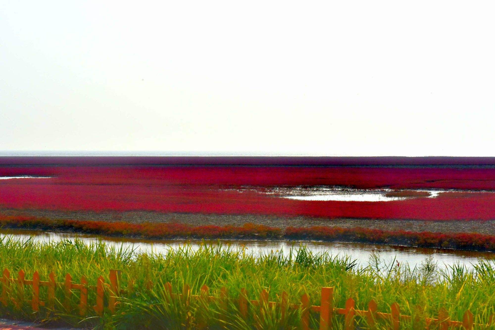 东营红滩湿地旅游区:自然美景秘境