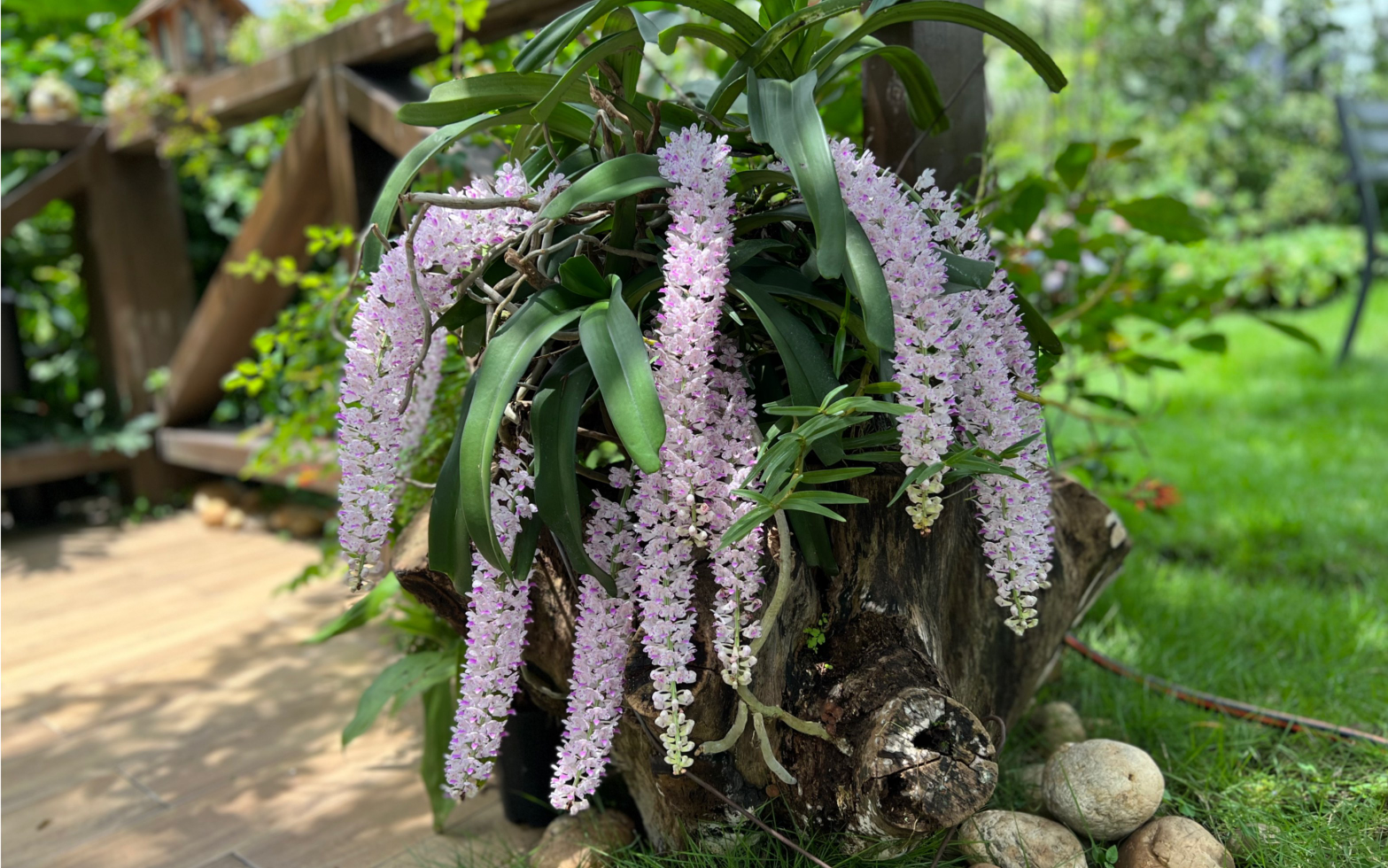 狐尾兰养护方法:让您轻松掌握这位"空气净化大师"的养护要领