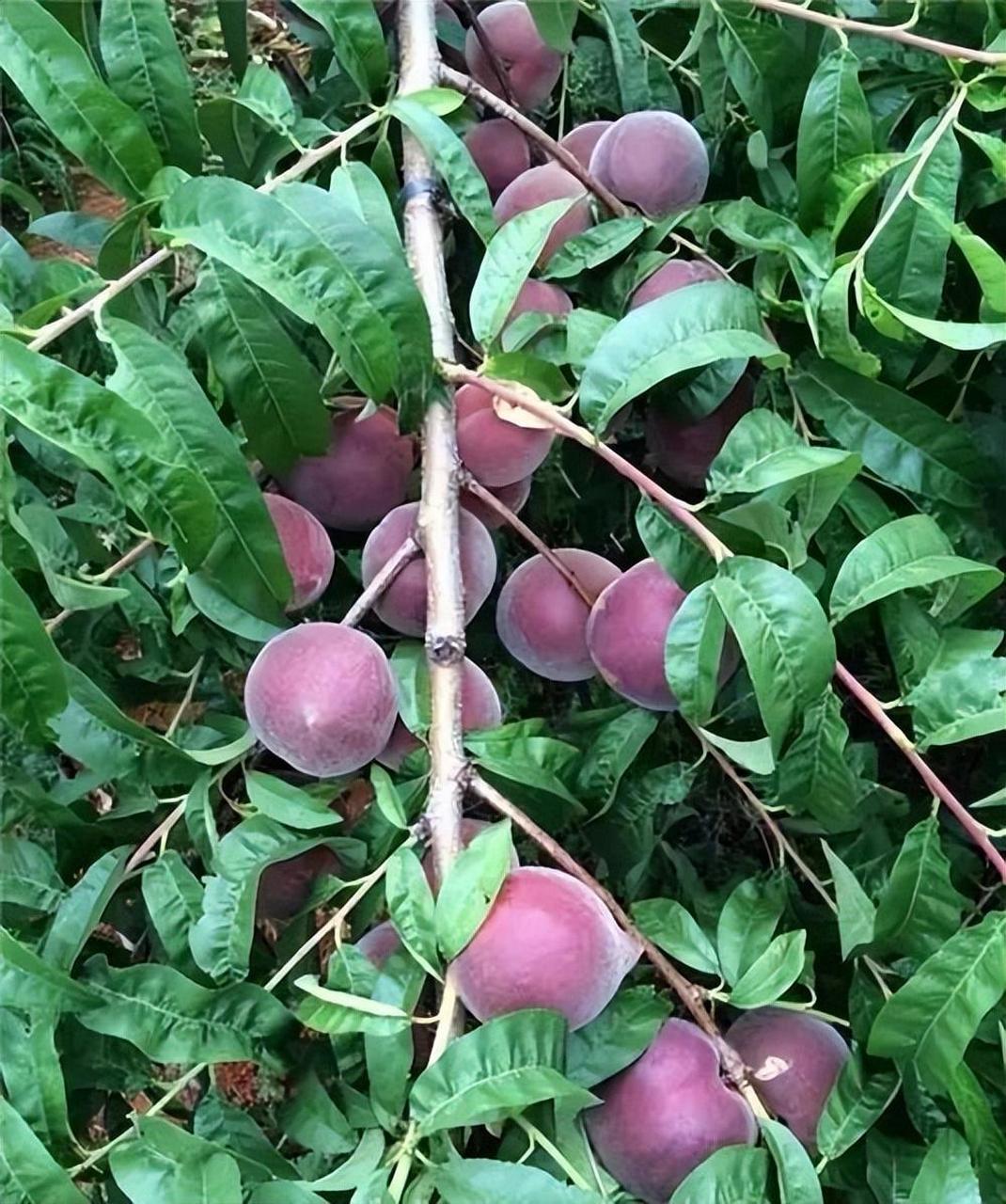 摘要: 中华黑桃王果树品质优秀,口感香甜可口,富含营养成分,生命力