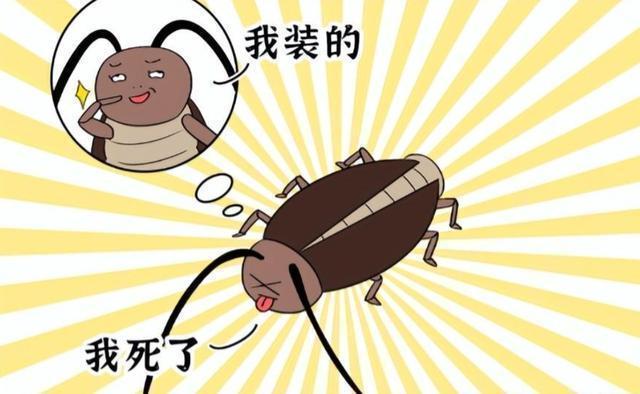 九成人不知"蟑螂"克星是啥:家里头放个它,蟑螂就"立马消失"了