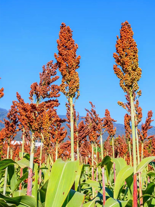 贵州白九仙:优质酱酒为何要精选红缨子糯高粱作为酿酒原粮?