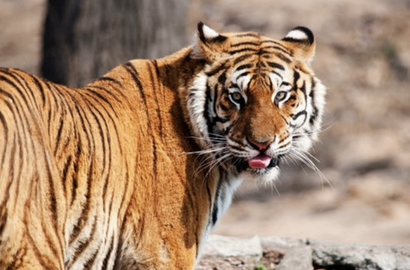 罕见:吉林珲春东北虎带娃,一家三口聚餐,虎界亲子教育很成功!