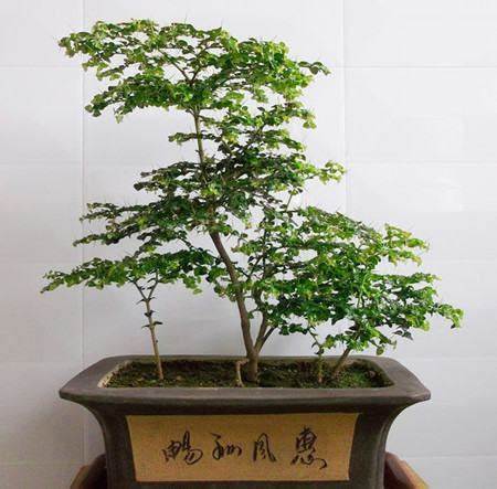 小叶虎刺的养殖方法和注意事项