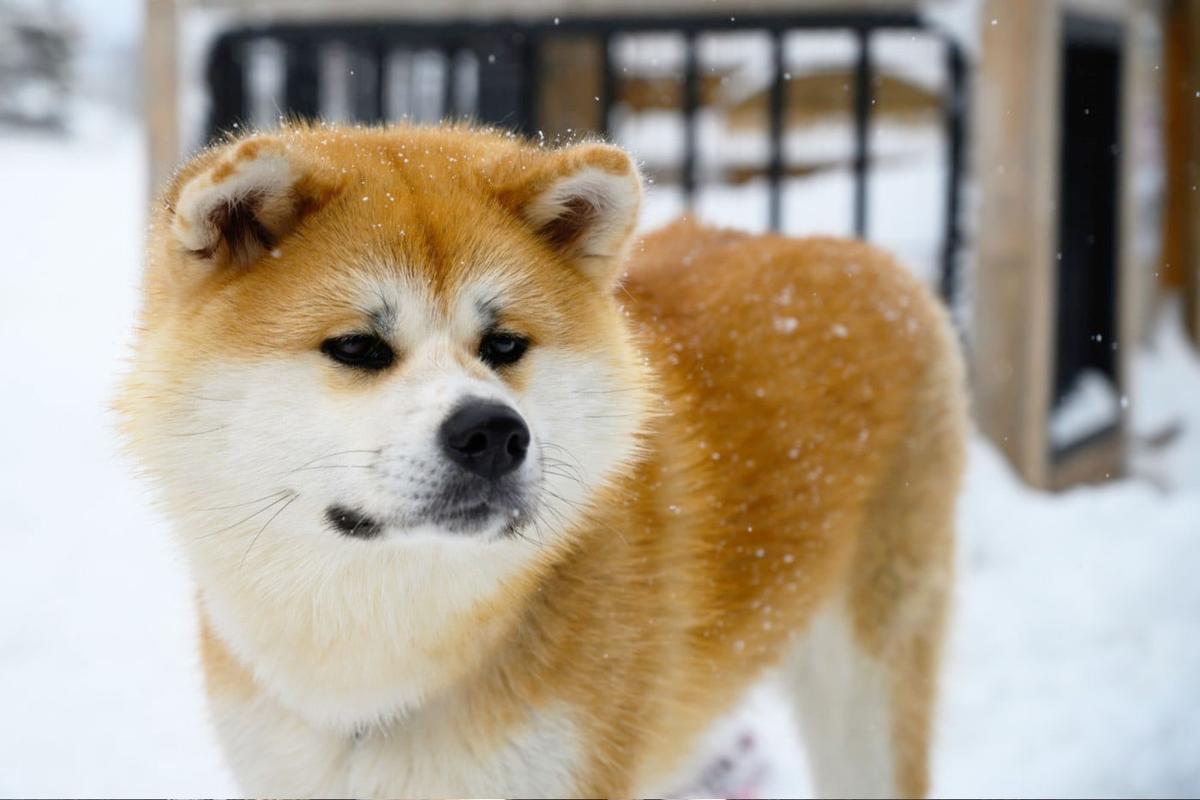 秋田犬,一种来自日本的可爱狗狗,小时候超级萌,长大了还特别威风!