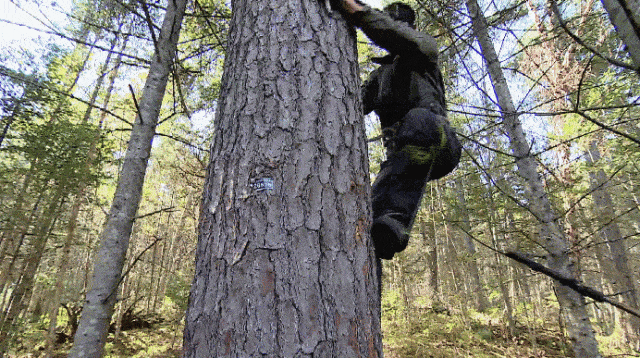 竹竿,挥向周边的松树,竹竿顶部有一铁钩,用其勾住松塔然后使劲儿晃动