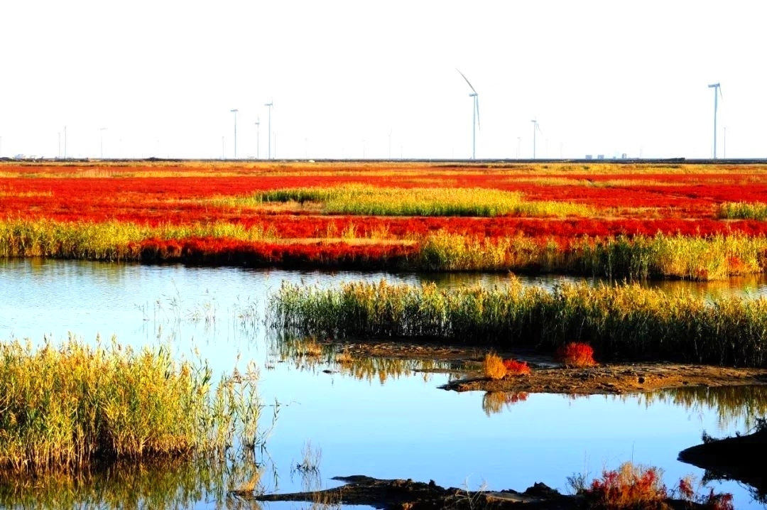 东营红滩湿地旅游区:自然美景秘境