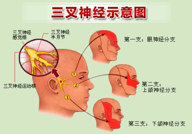 神经感觉平面分布图图片