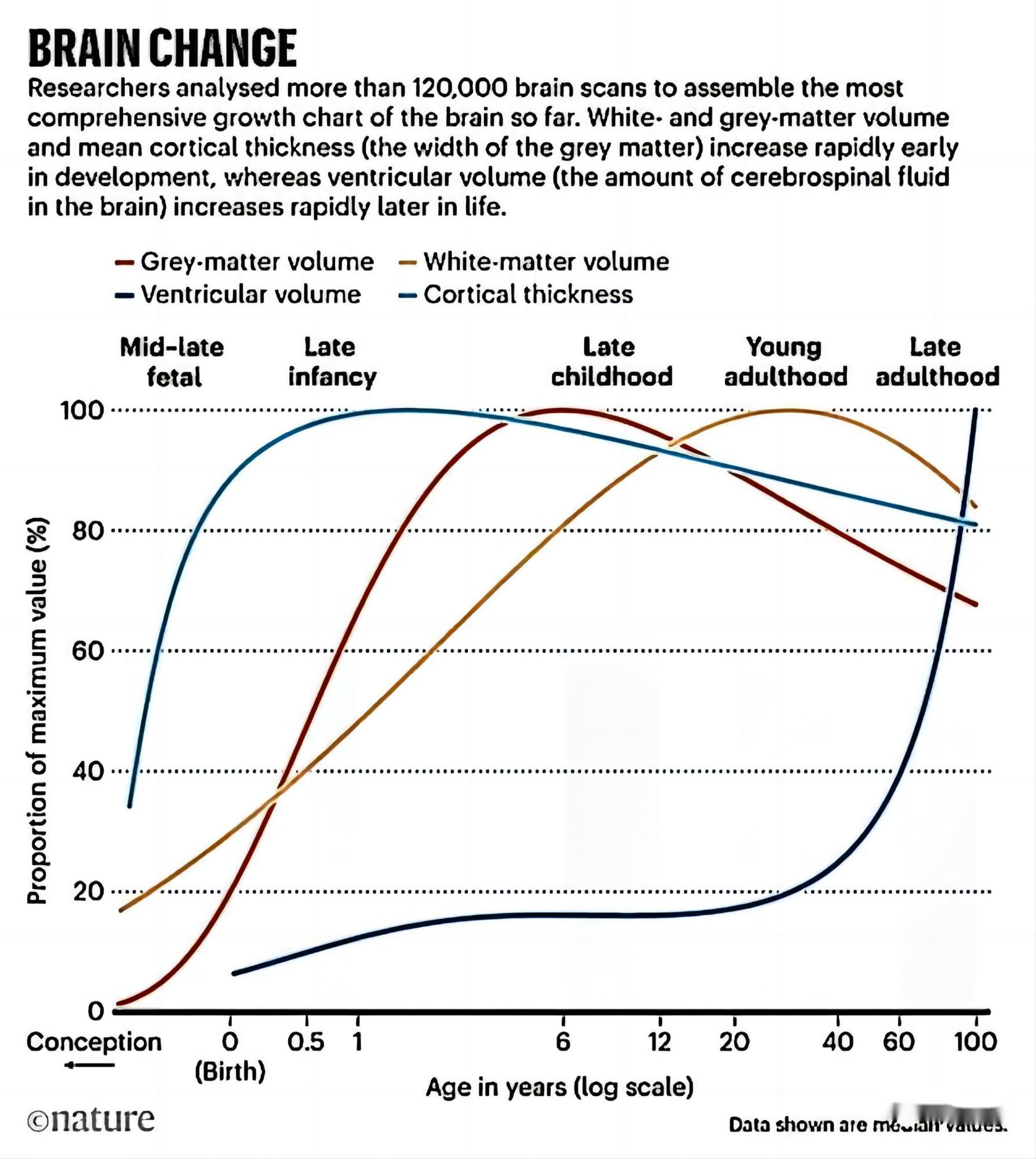 人类大脑发育曲线图图片
