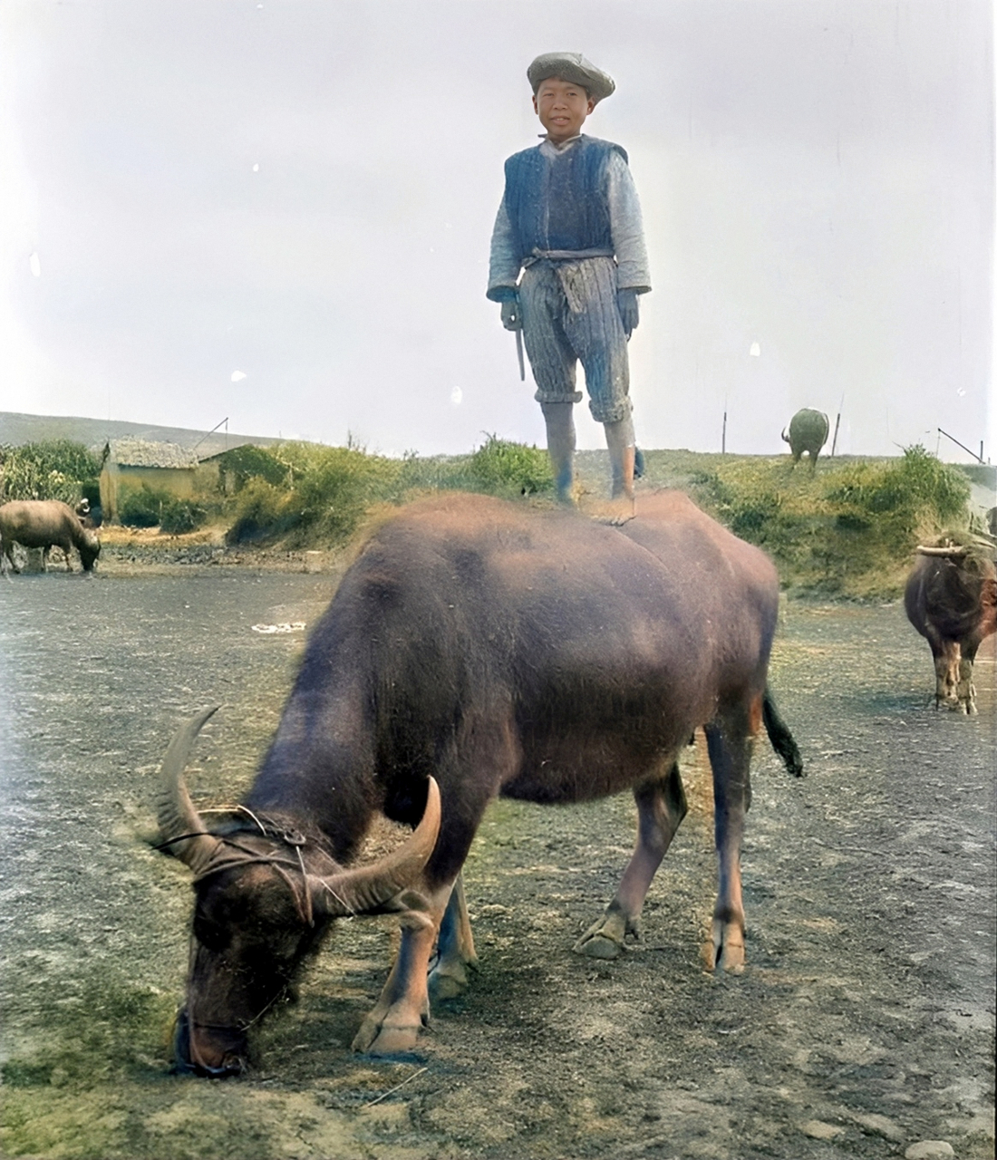 可见,小男孩与水牛有着非常的默契