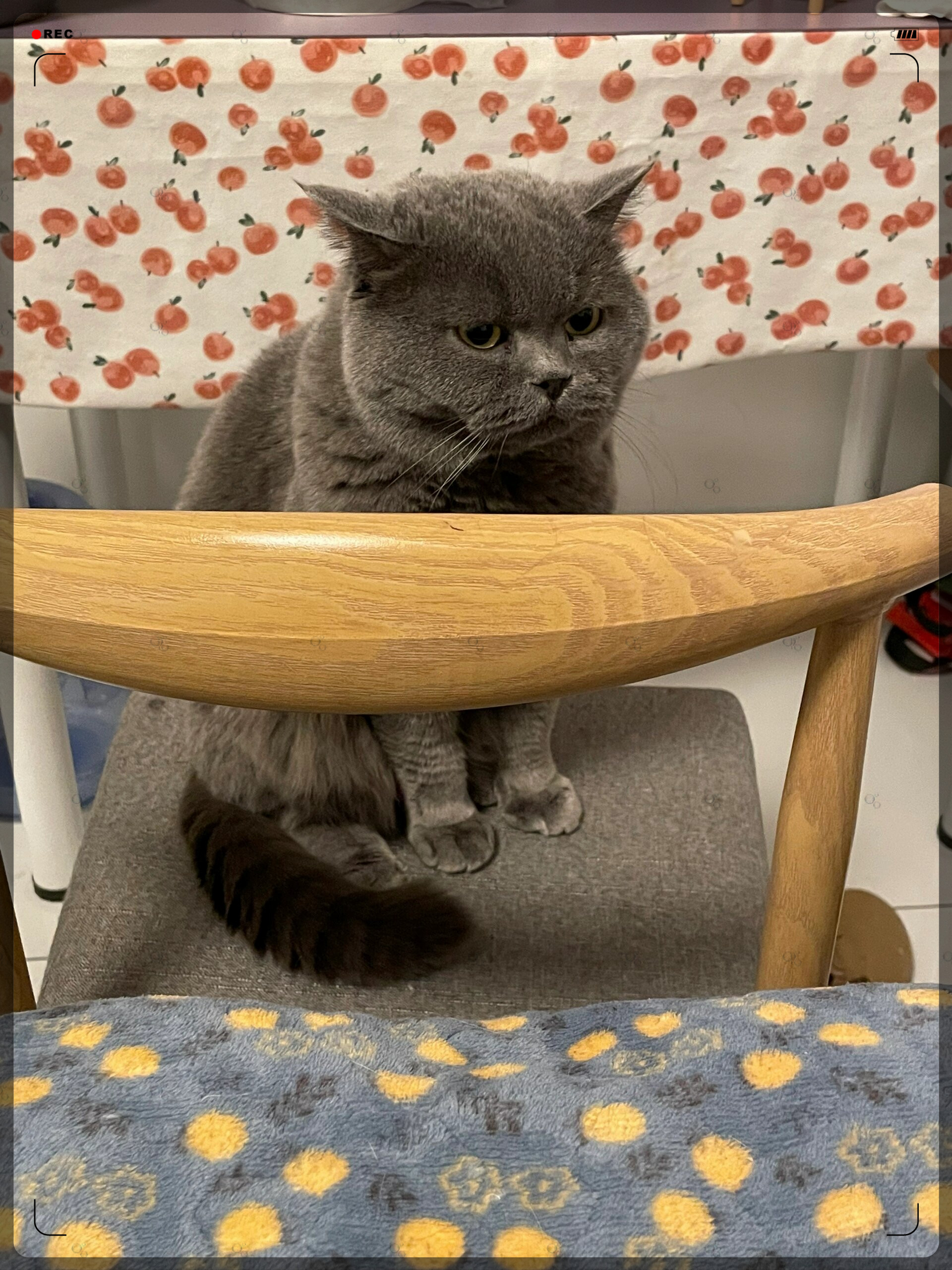 有只可爱的蓝猫宝宝拉完粑粑后竟然不擦脚就跳上床了