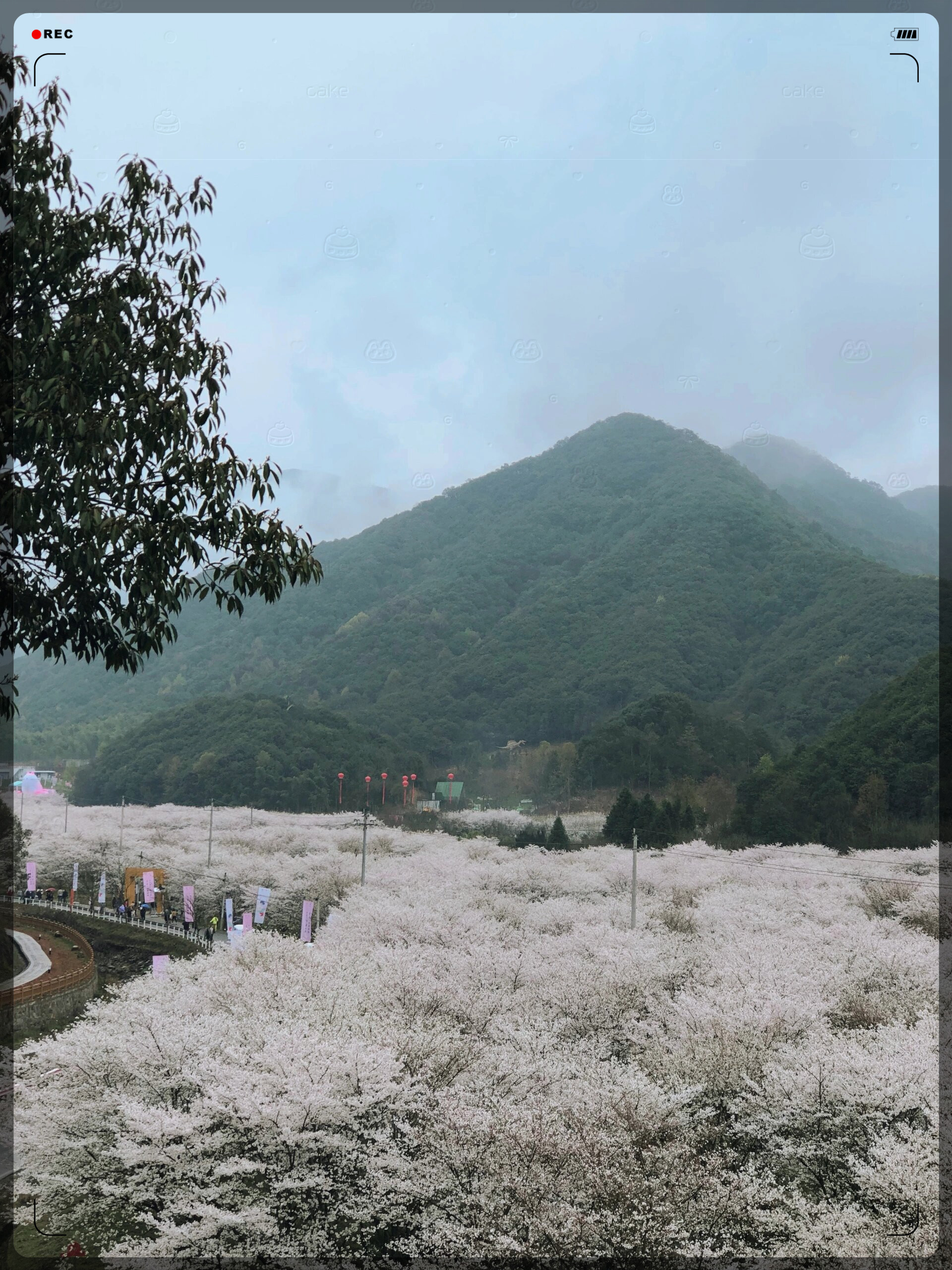 冒雨从上海去了上虞张村樱花林值了  冒雨来到了上虞张村樱花谷,这是