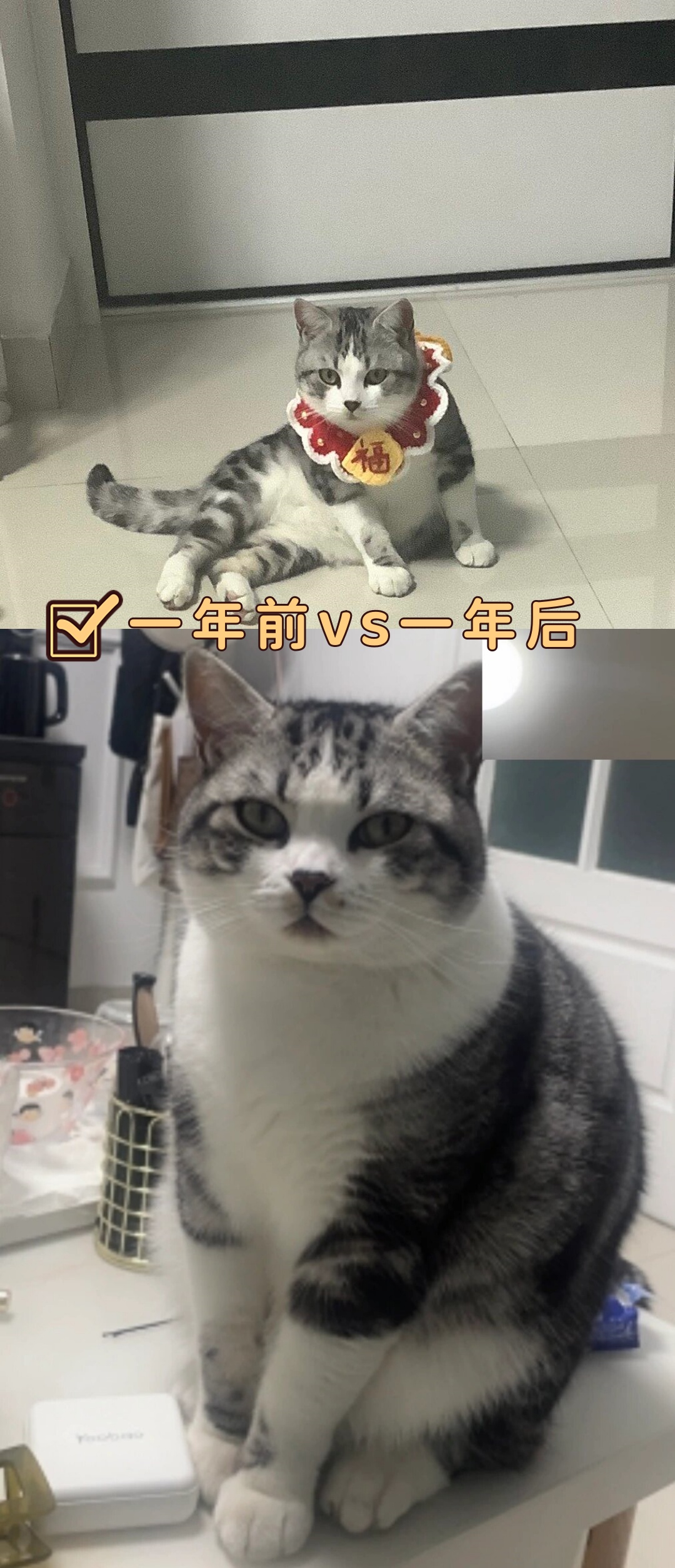 一年前vs一年后  今天翻到照片,对比了一下,真的给我笑拥了