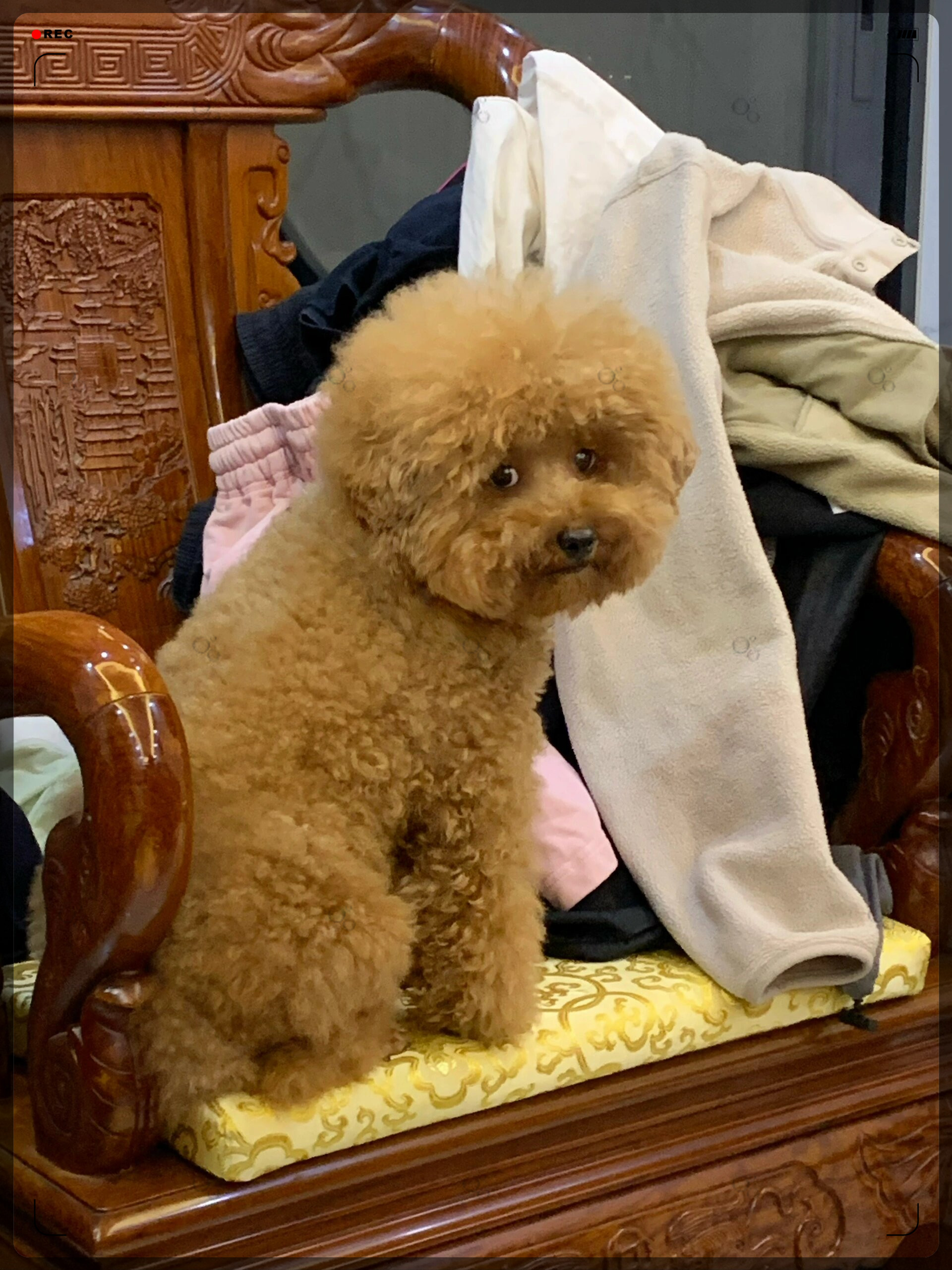 我家的萌宠日常就是如此可爱,很难不爱啊! #我要上热门