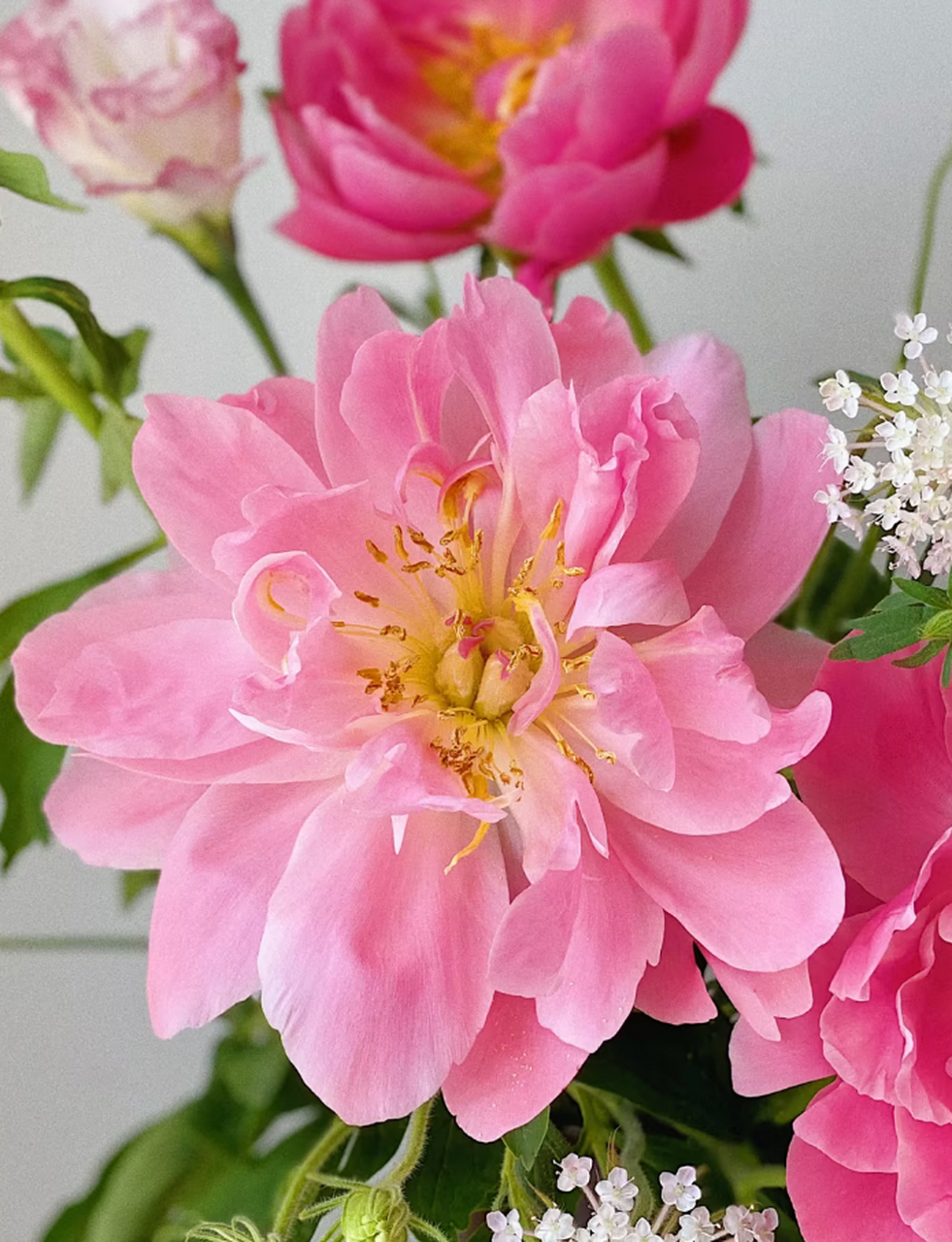 夏威夷珊瑚芍药与泡菜罐的邂逅:一段美丽的风景 夏威夷珊瑚芍药与泡菜