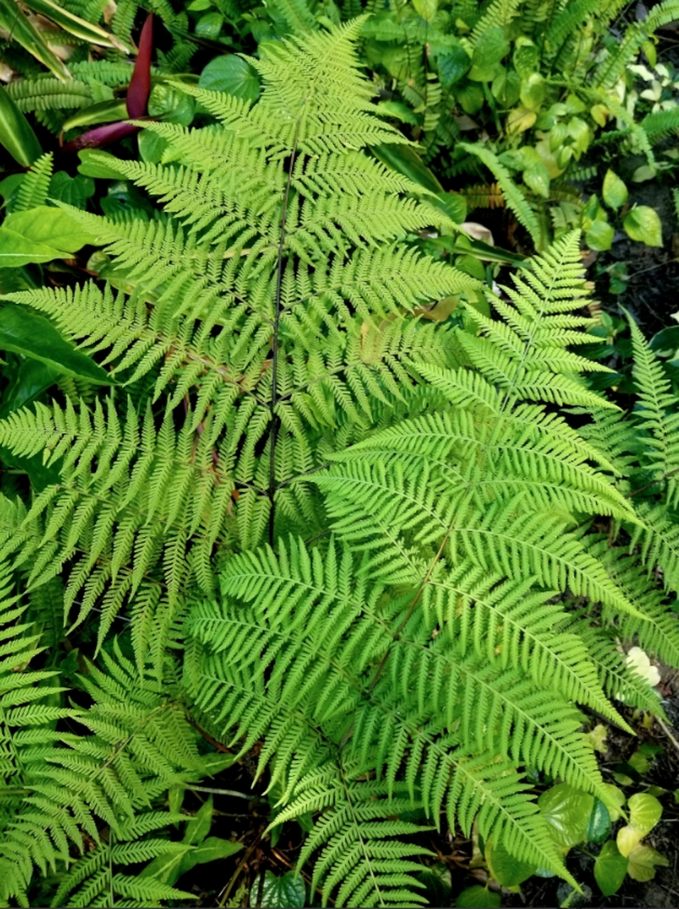 针毛蕨,喜欢生长在阴凉处,植株高大,叶子嫩绿,枝多叶茂,可以作为盆栽