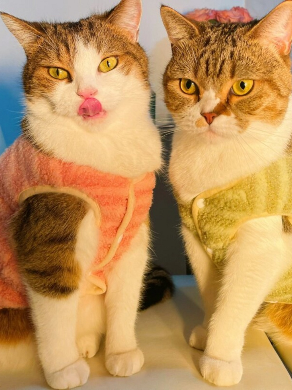 你家有摆拍显眼包吗～  可爱的两只猫咪 有强烈的镜头感