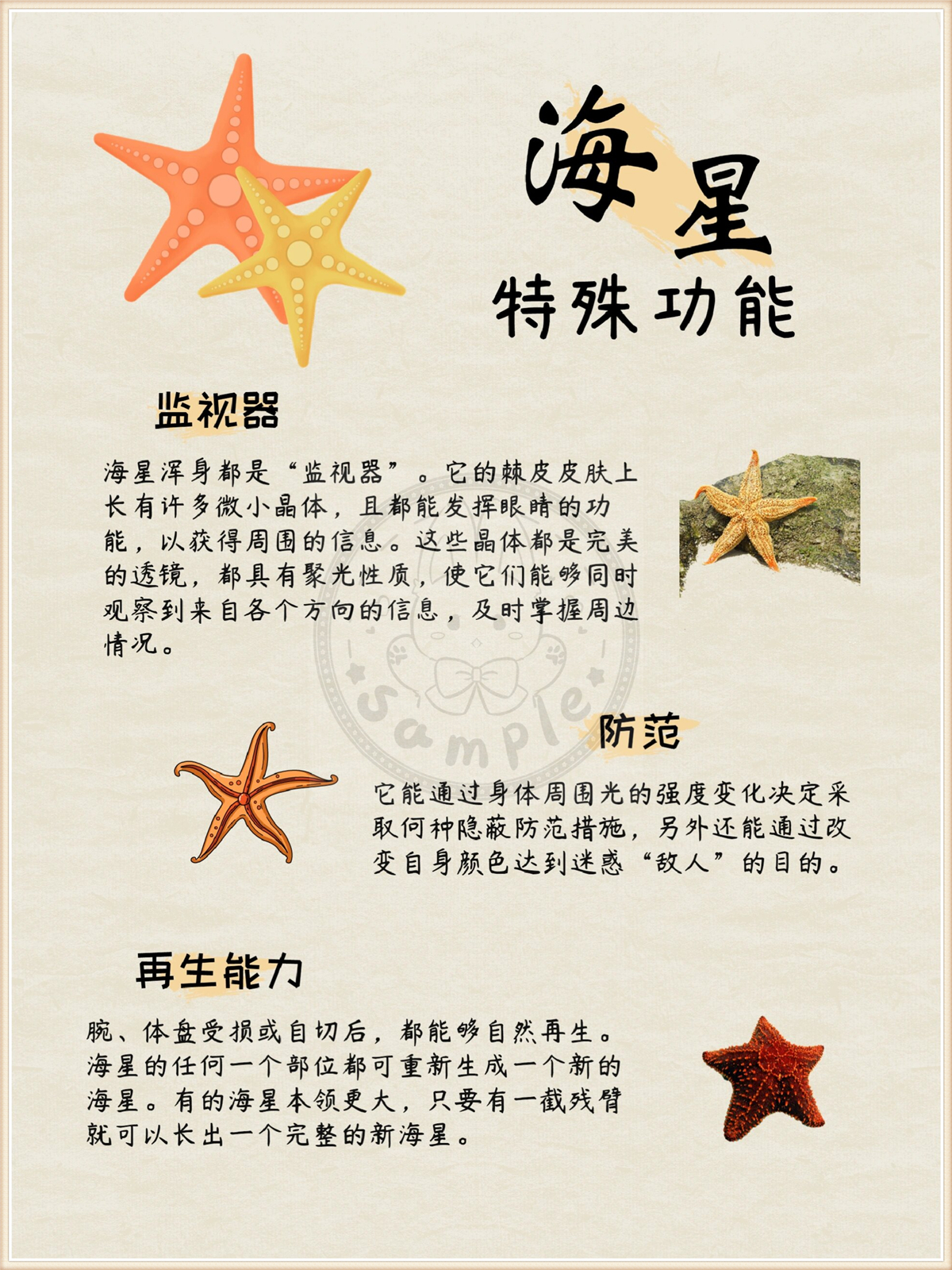 无论是被损伤的腕部还是体盘,海星都能够自然再生.