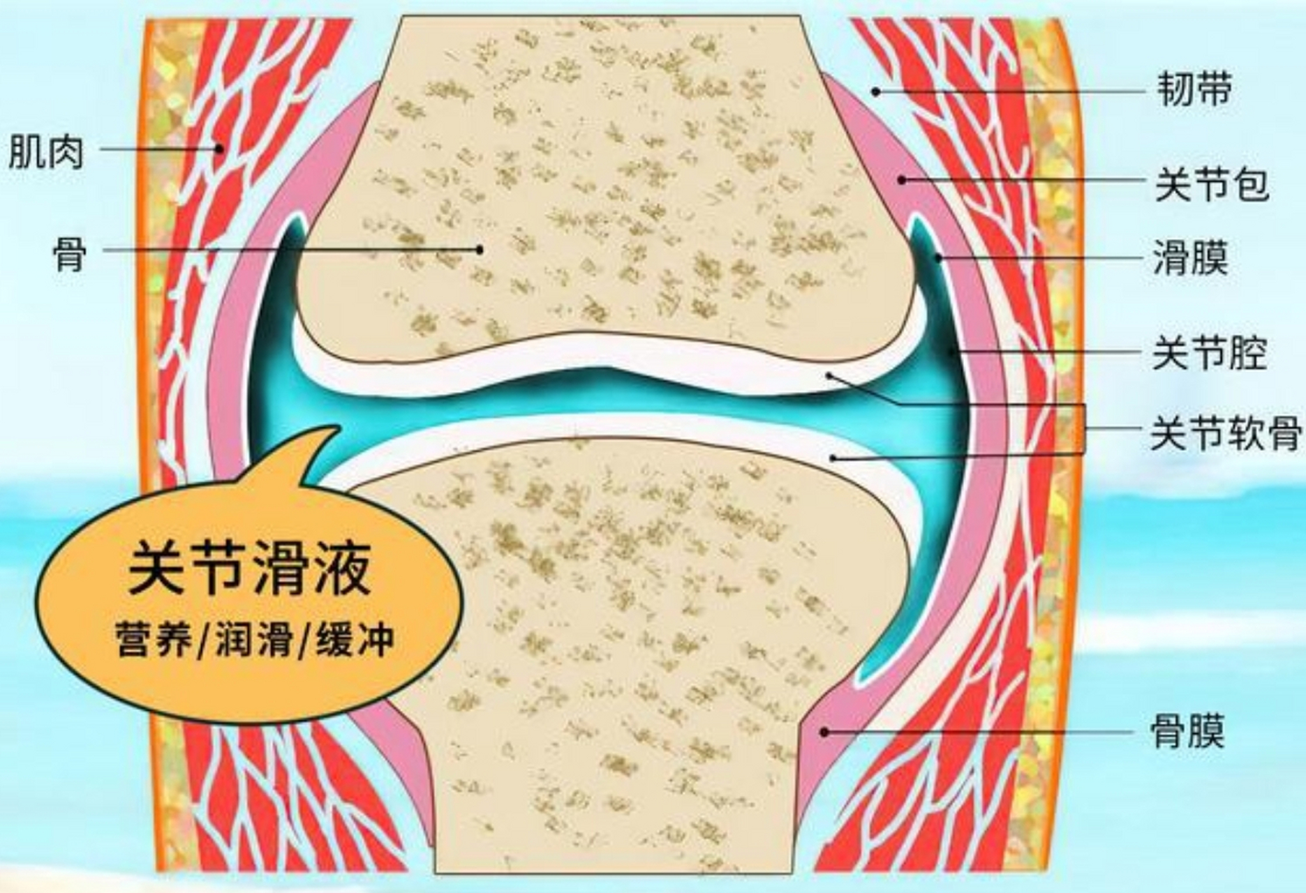 膝关节积液图片及症状图片