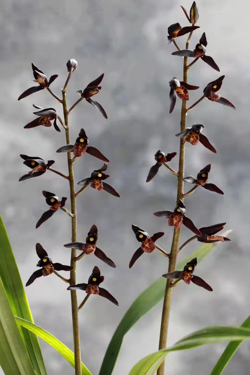 中国墨兰品种繁多,其中最为罕见的是紫黑转色花——埃及艳后.