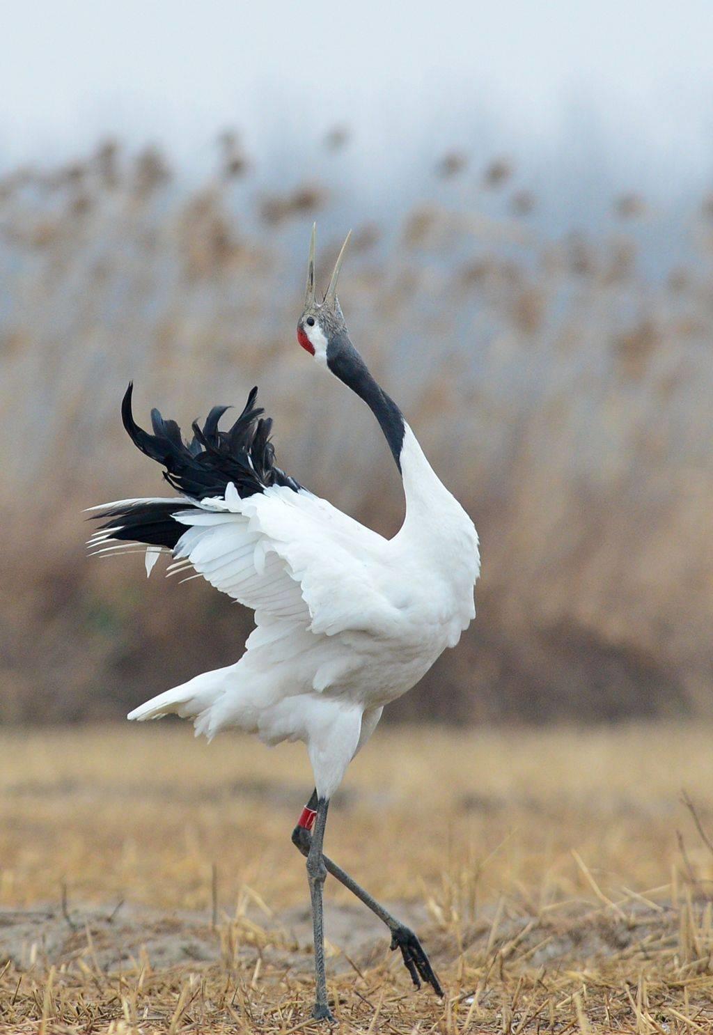 丹顶鹤不能当中国国鸟,因为它有个"日本名"?这是怎么回事?
