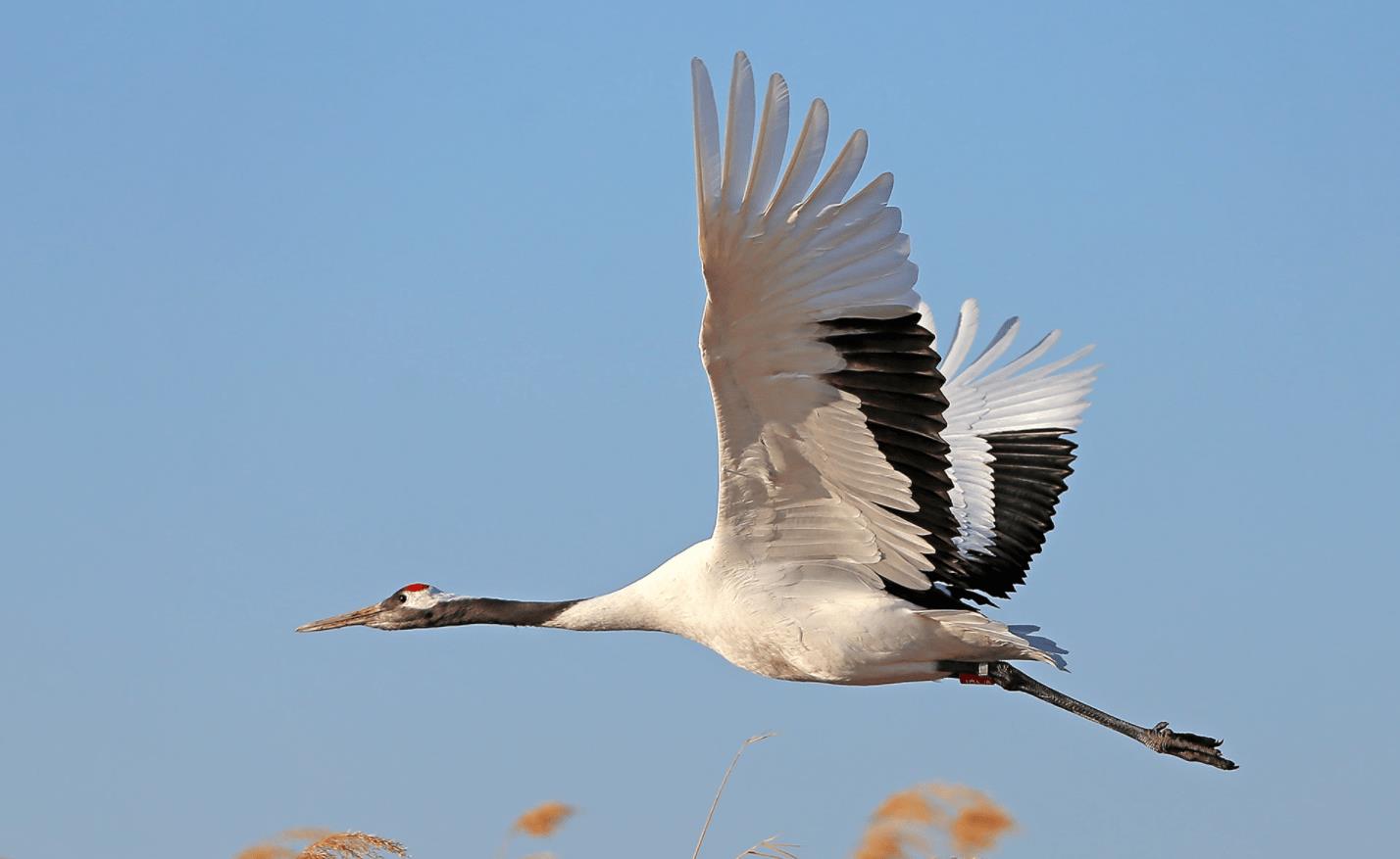 丹顶鹤不能当中国国鸟,因为它有个"日本名"?这是怎么回事?
