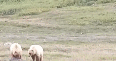 棕熊，比非洲二哥鬣狗还喜欢“活吃”（GIF）