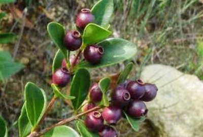 农村正在消失的野果"乌饭子",是70后的美味零食,90后没见过