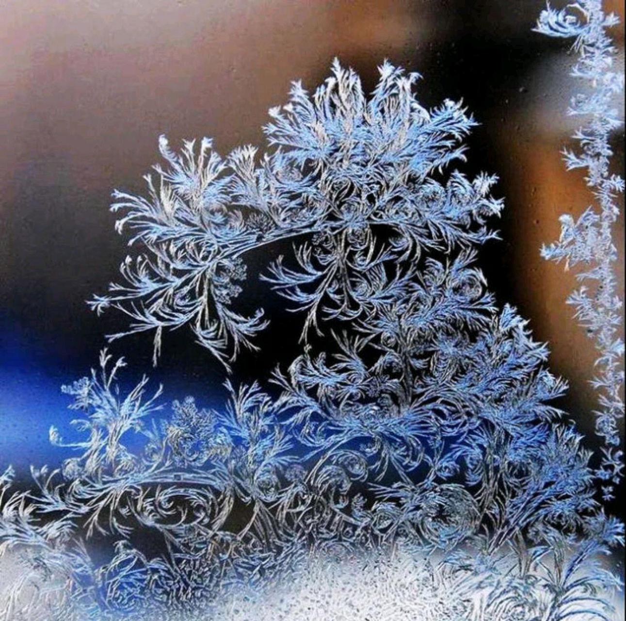 北方冬日的窗户上,  冰窗花形态各异,  有的像盛开的花朵,  有的像