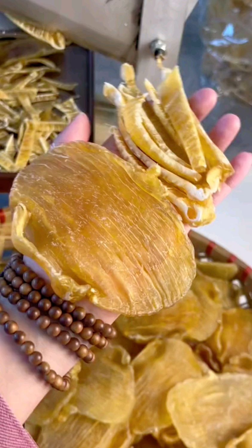 第55集:缅甸厚肚赤嘴