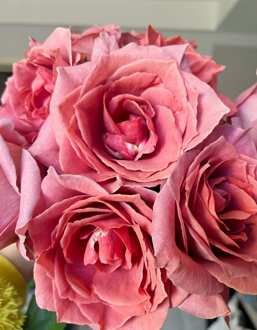 玫瑰——日本红茶 这大概是今年让我最惊艳的玫瑰品种了!