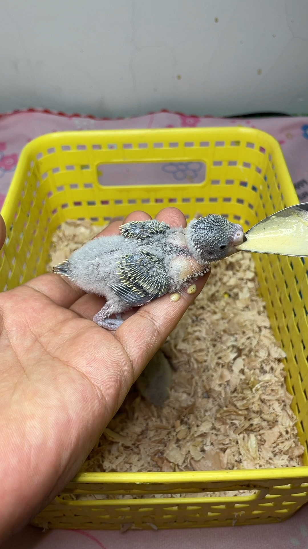 手养虎皮鹦鹉幼崽