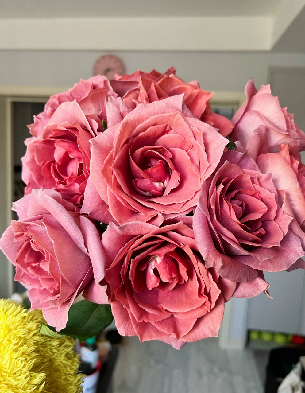 玫瑰——日本红茶 这大概是今年让我最惊艳的玫瑰品种了!