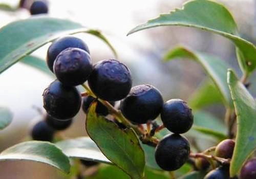农村正在消失的野果"乌饭子",是70后的美味零食,90后没见过