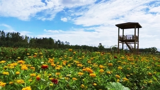 东营花仙谷:梦幻仙境的秘密