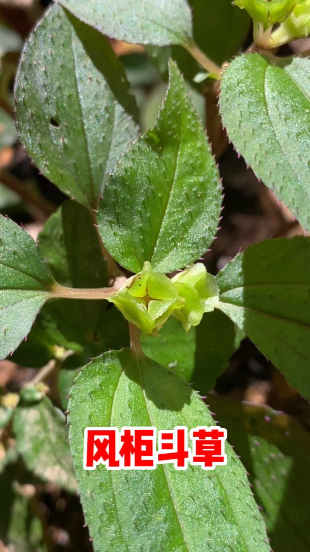 风柜斗草也叫"楮头红",看看你认识吗?
