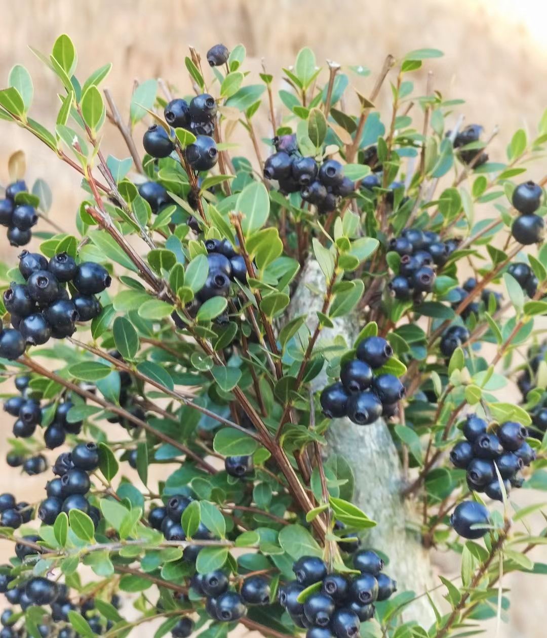 农村正在消失的野果"乌饭子",是70后的美味零食,90后没见过