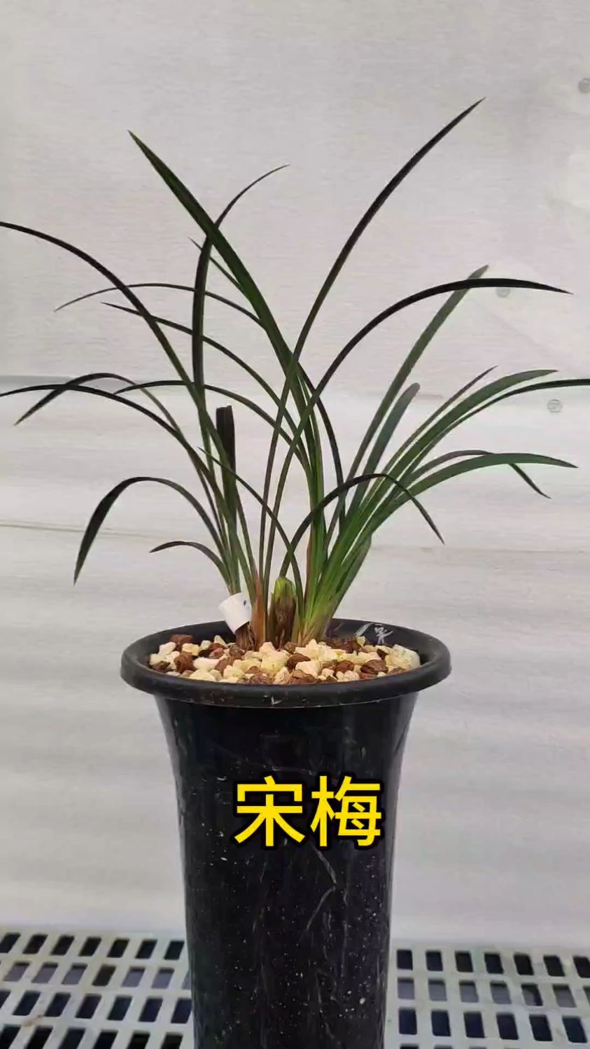 春兰老八种宋梅,叶型很美的兰花