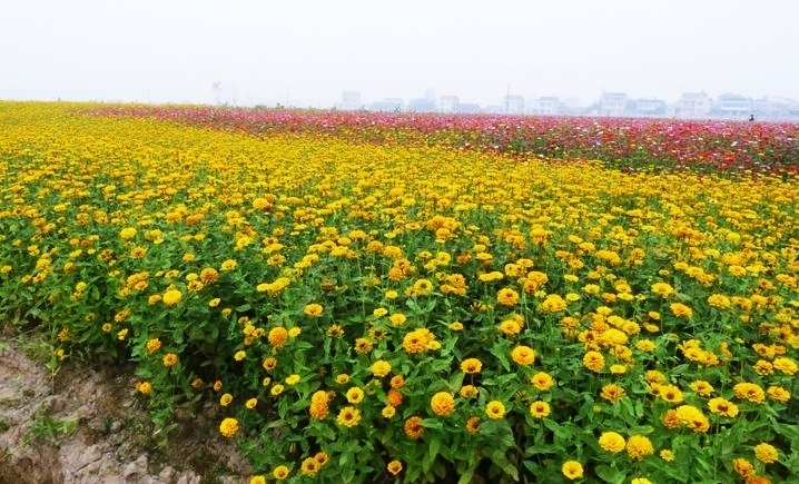 东营花仙谷:梦幻仙境的秘密