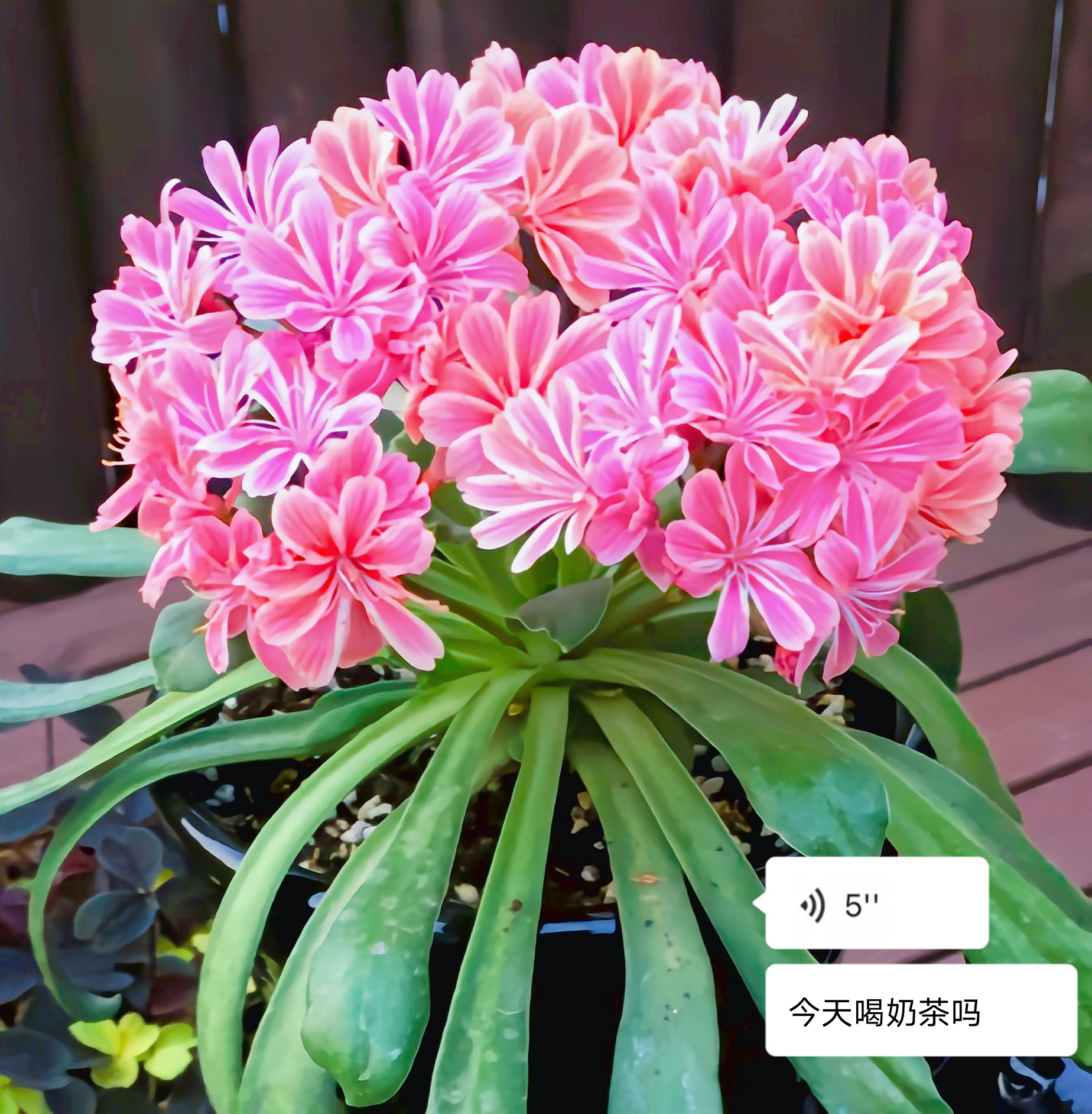 露薇花盆栽:难养也能茁壮成长的奥秘