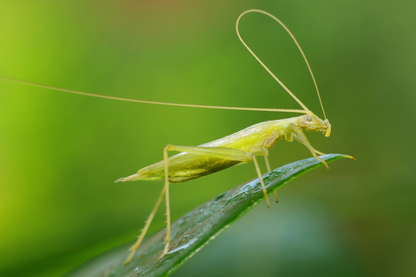摘要:养竹蛉需注意食物禁忌,养殖环境,日常护理和繁殖禁忌