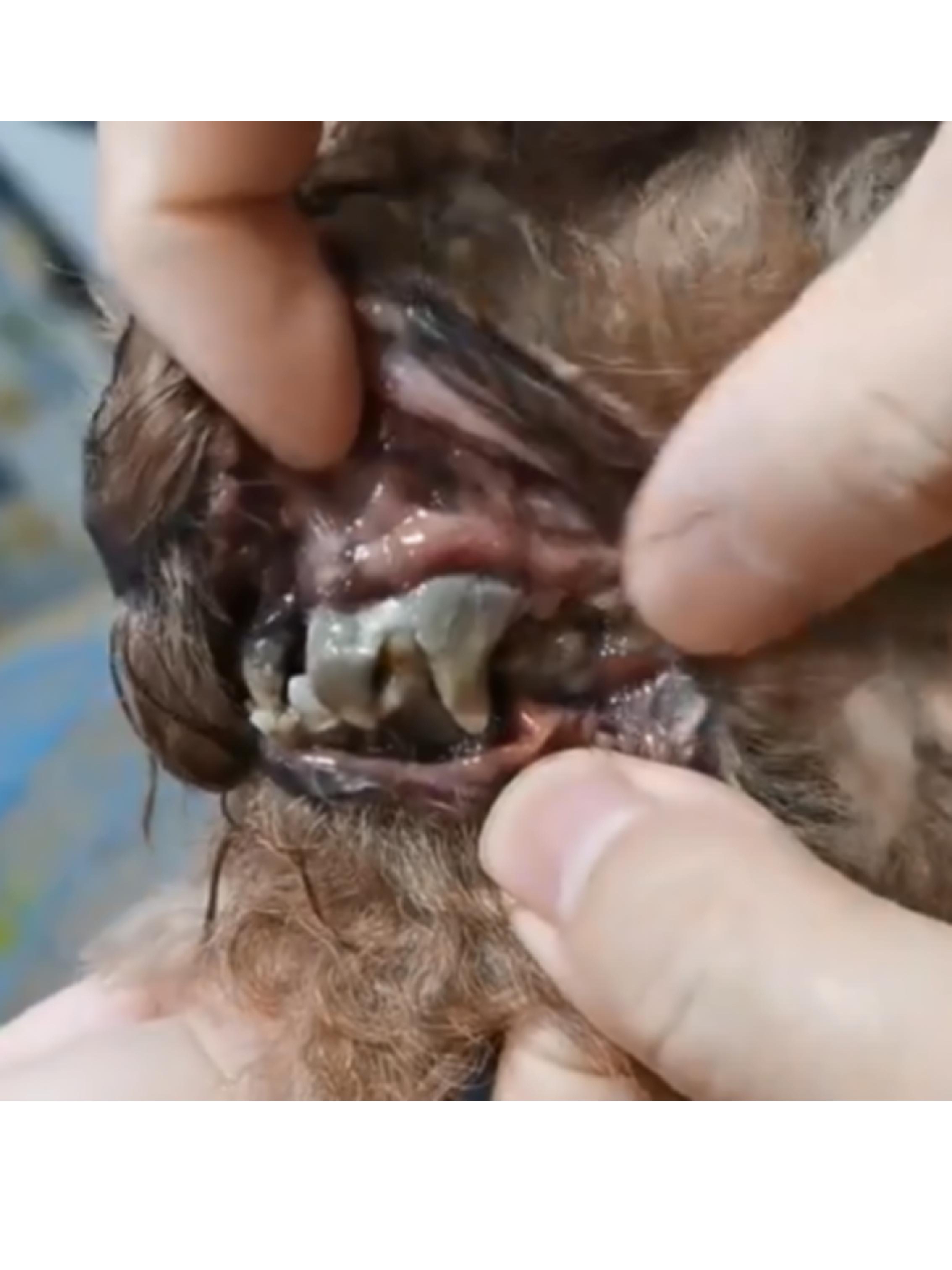 狗狗口腔溃疡,很难治吗?