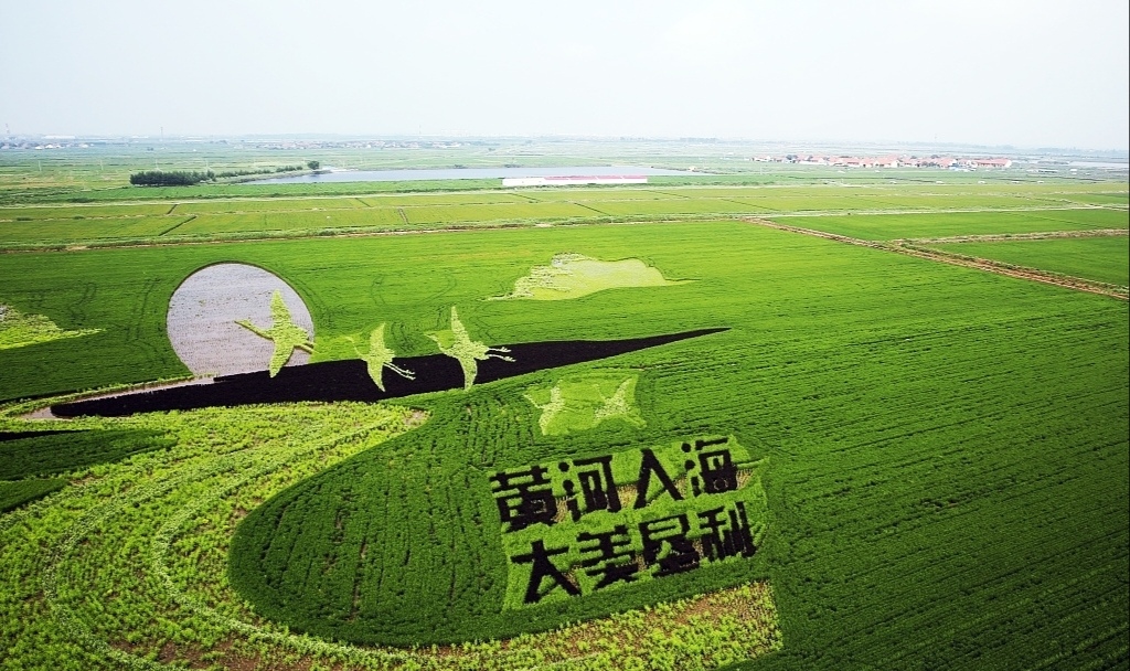 稻田里的诗和远方:东营水城米仓稻田画景区