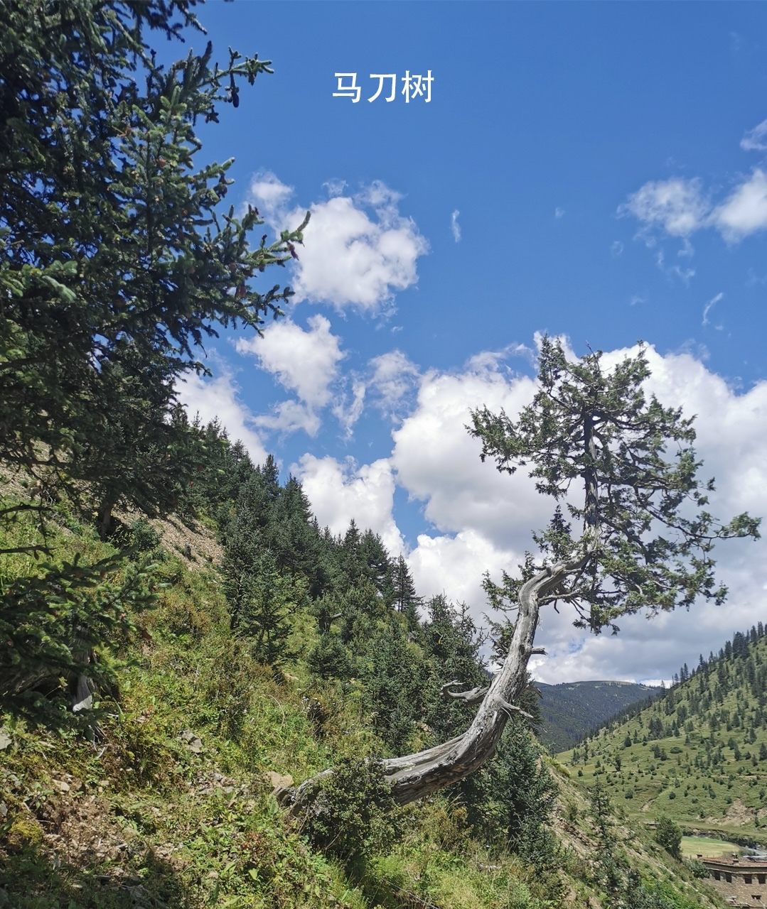 马刀树#  滑坡体上的树木随土体滑动而歪斜,在滑动停止后树干的上部