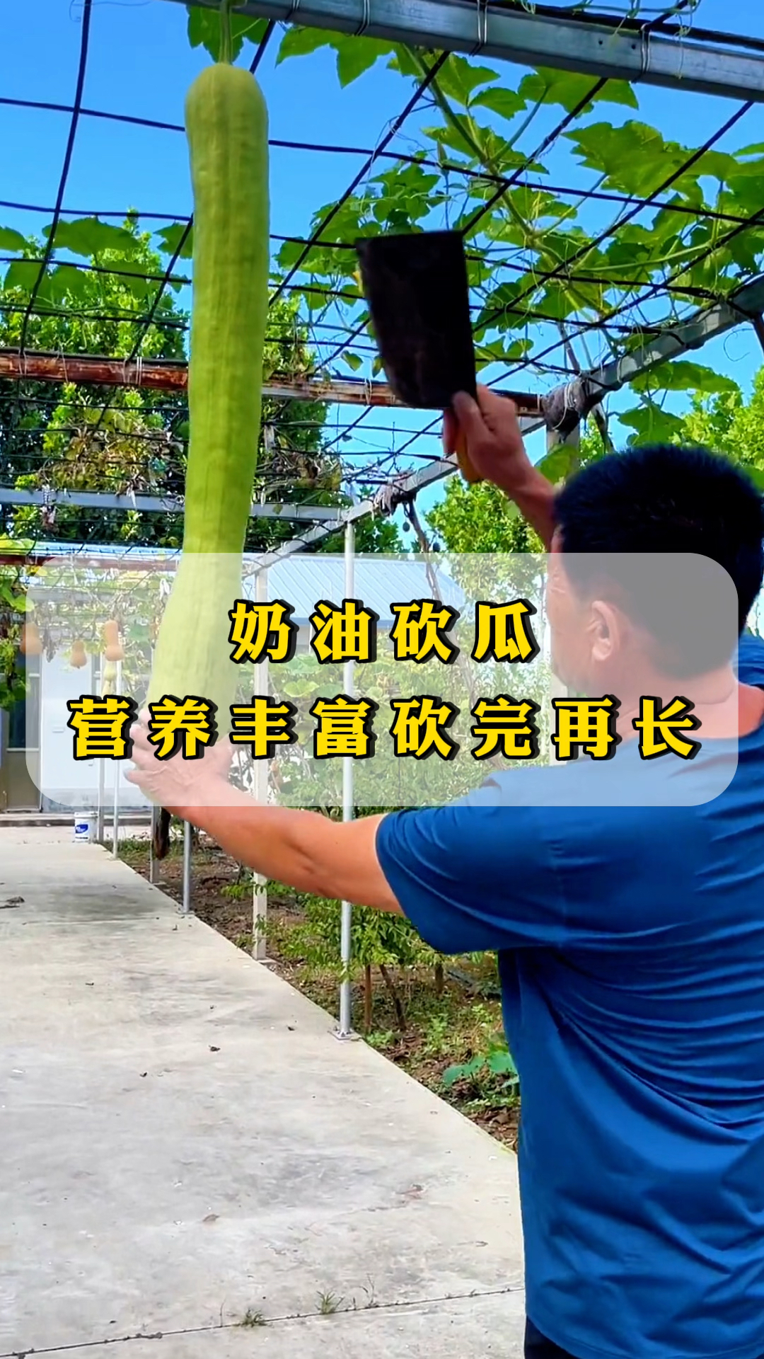 奶油砍瓜,营养丰富好种植,砍完还再接着长!-度小视