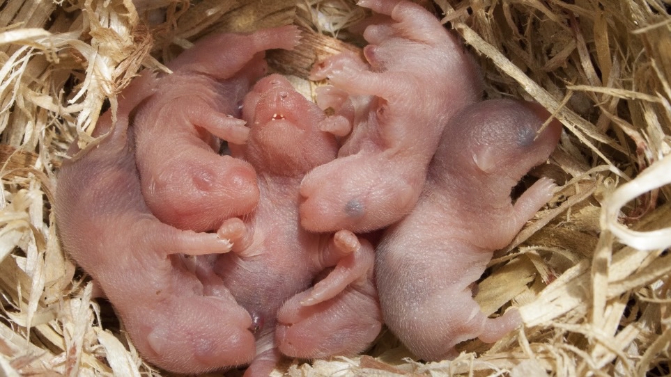 女子买仓鼠,谁知是"孕妈"!超可爱鼠崽带来满满幸福!