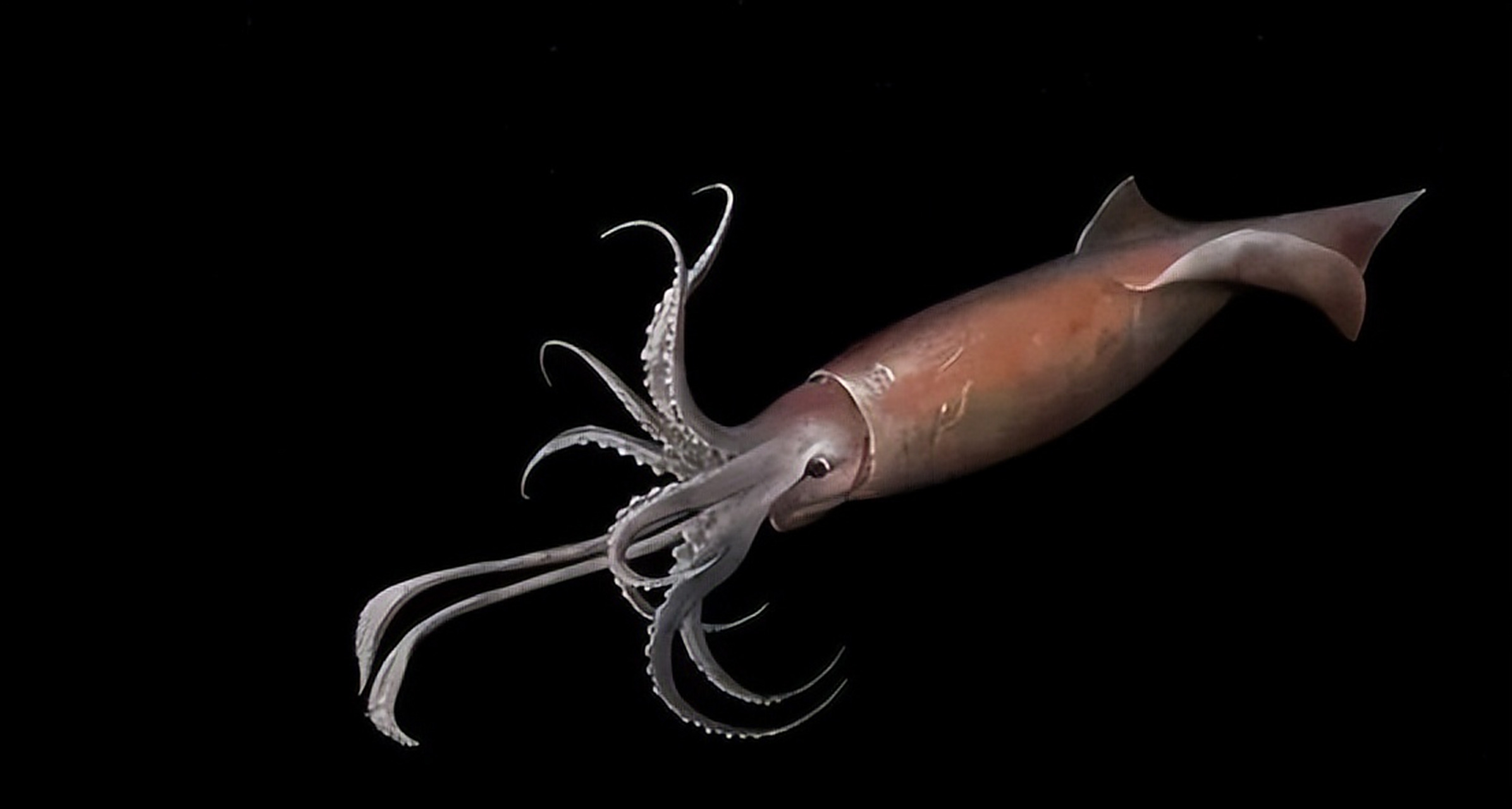 摘要: 乌贼拥有超常的视觉感知能力,能够捕捉到超出人类可见光范围的