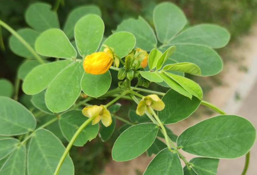 决明子,又称狗屎豆,黄豆,有3大作用,价值高,农民要了解!