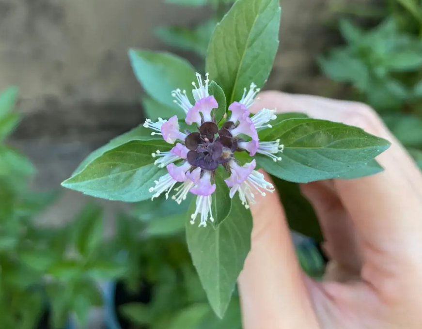 九层塔,又称罗勒,金不换,有四大作用,价值极高,农民需了解!