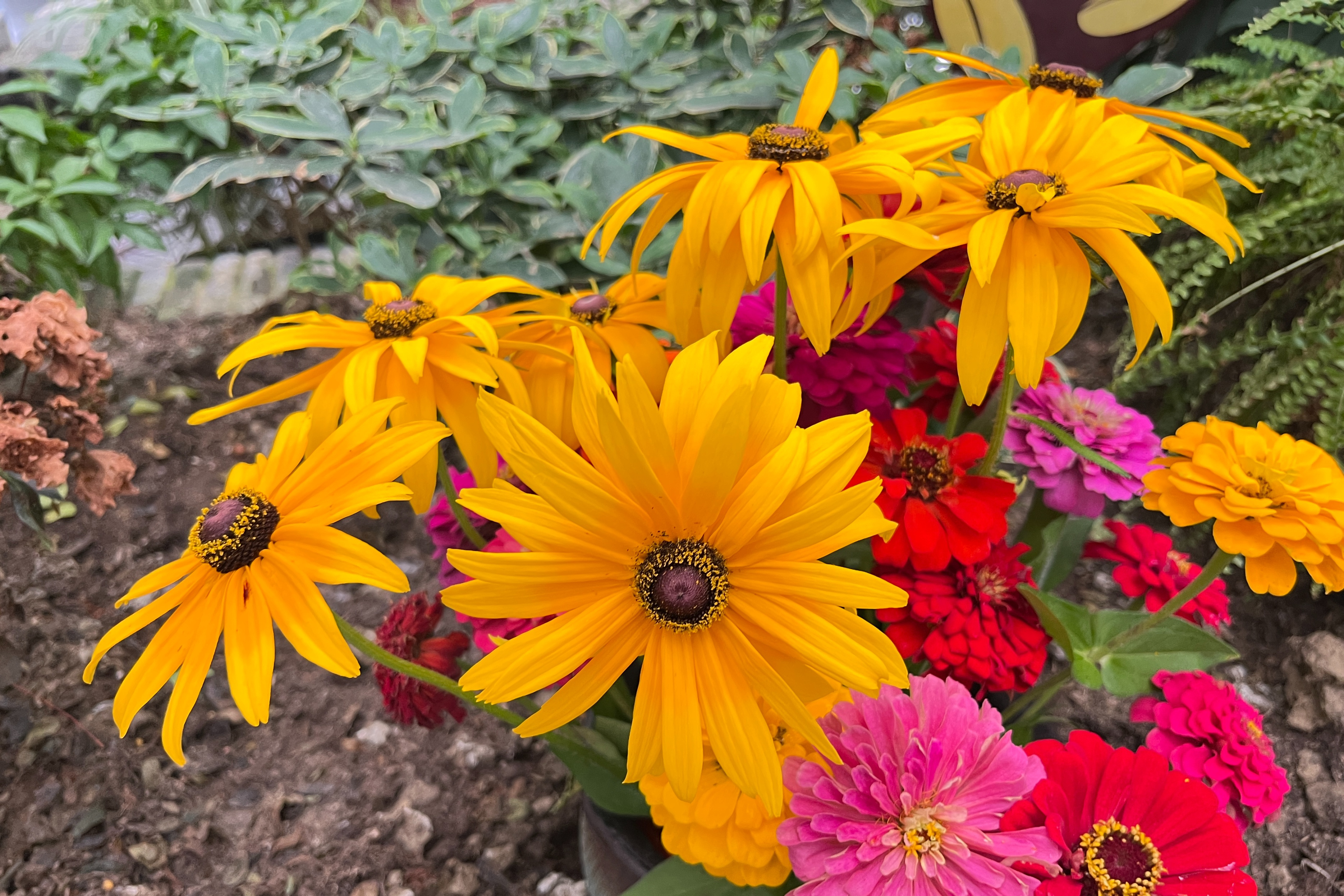 百日草是一年生草本植物,适合温暖湿润,阳光充足的环境.